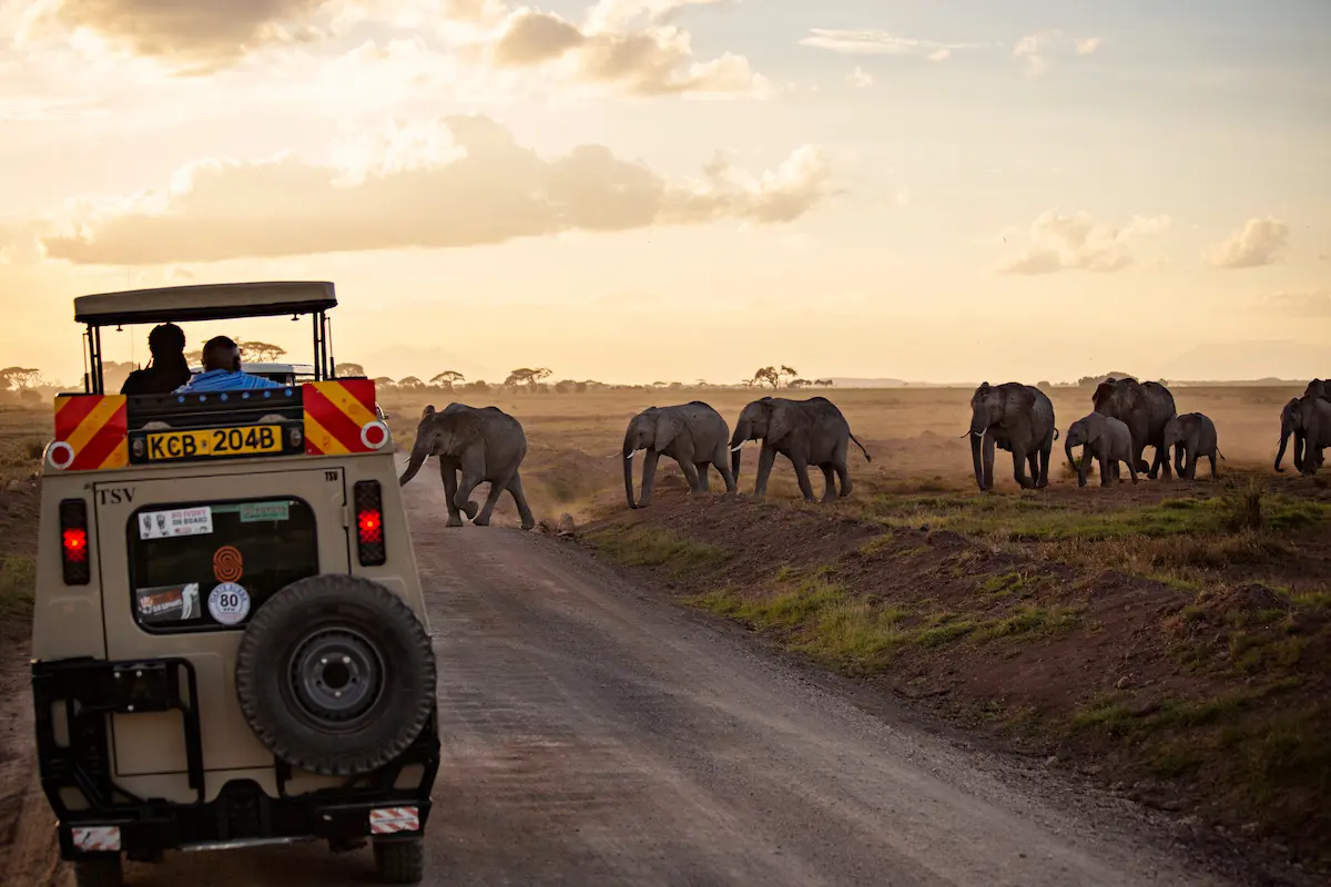 Amboseli National Park: Elite Kenya Safari Guide