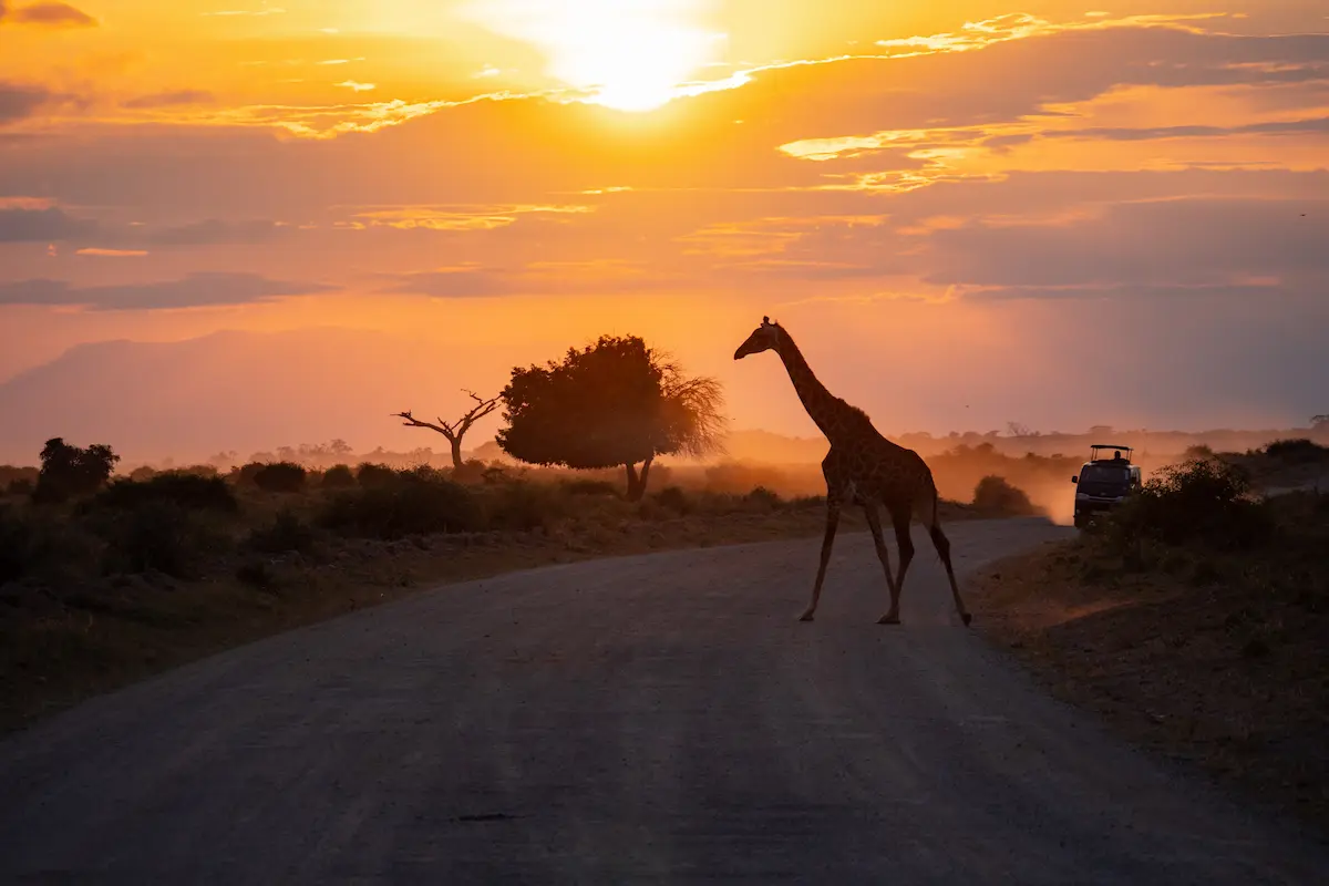 Amboseli Travel Guide: Safari & Kilimanjaro Views