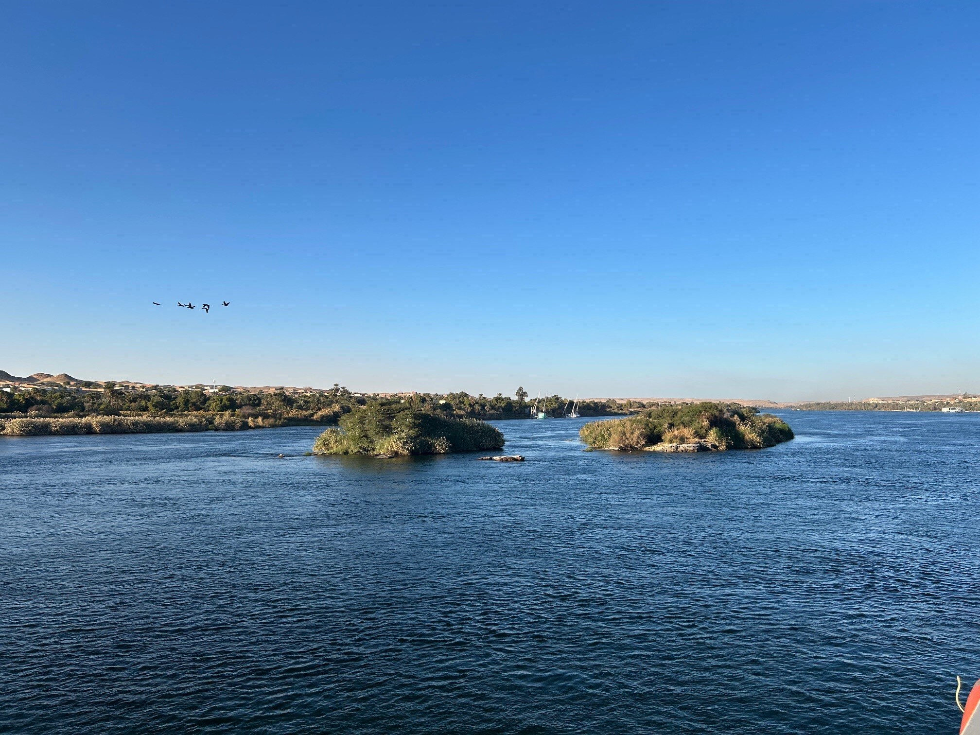 Animals in The River Nile Birds, Mammals Reptiles