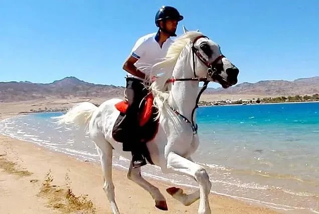 Dahab Horse Riding Tour