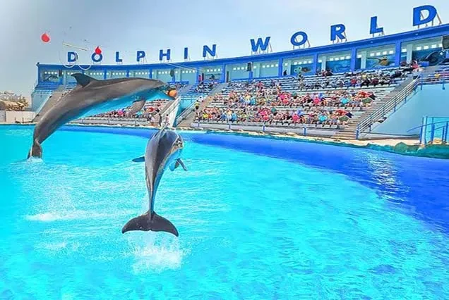Dolphin Tour Hurghada