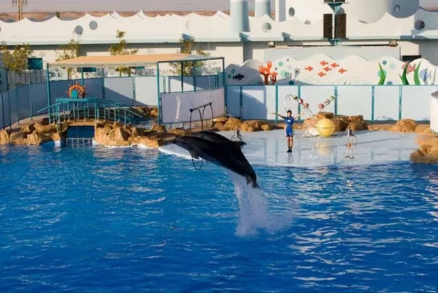 Dolphin Tour Hurghada