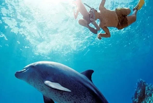 Dolphin Tour Hurghada