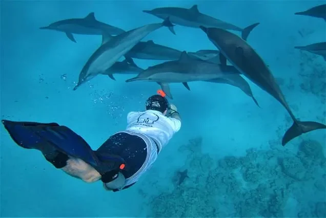 Dolphin Tour Hurghada