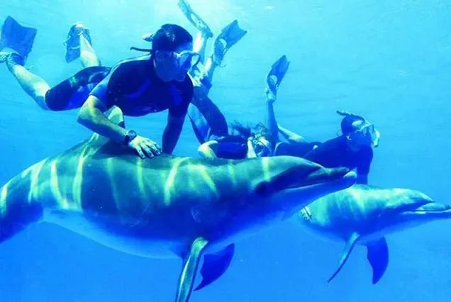 Dolphin Tour Hurghada