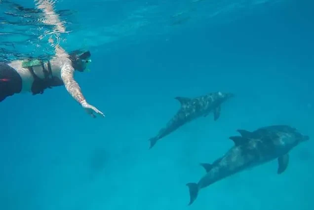 Dolphin Tour Hurghada