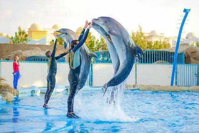 Dolphin Tour Hurghada