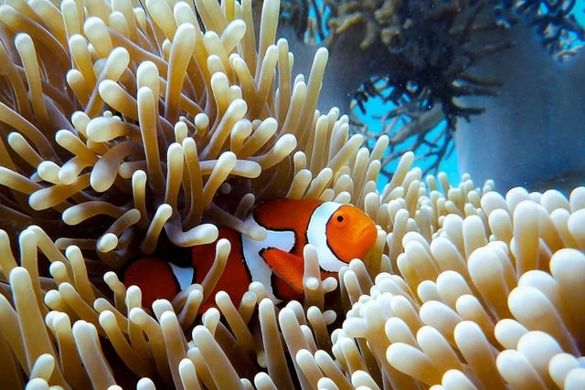 Diving in Sharm el sheikh