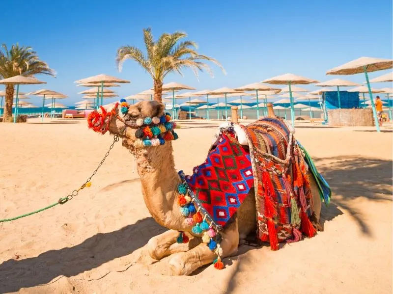 Activities Beyond the Resort &ndash; Making the Most of Hurghada at Christmas
