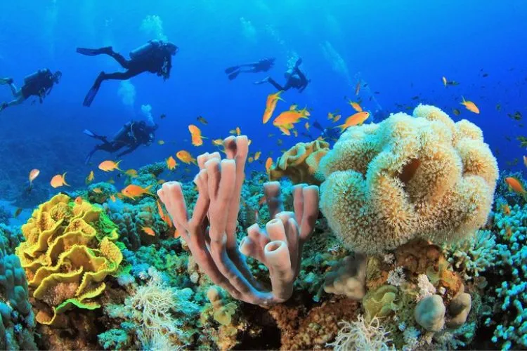 If You Came to Dive or Snorkel