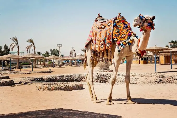 The Money Side of Egypt in June