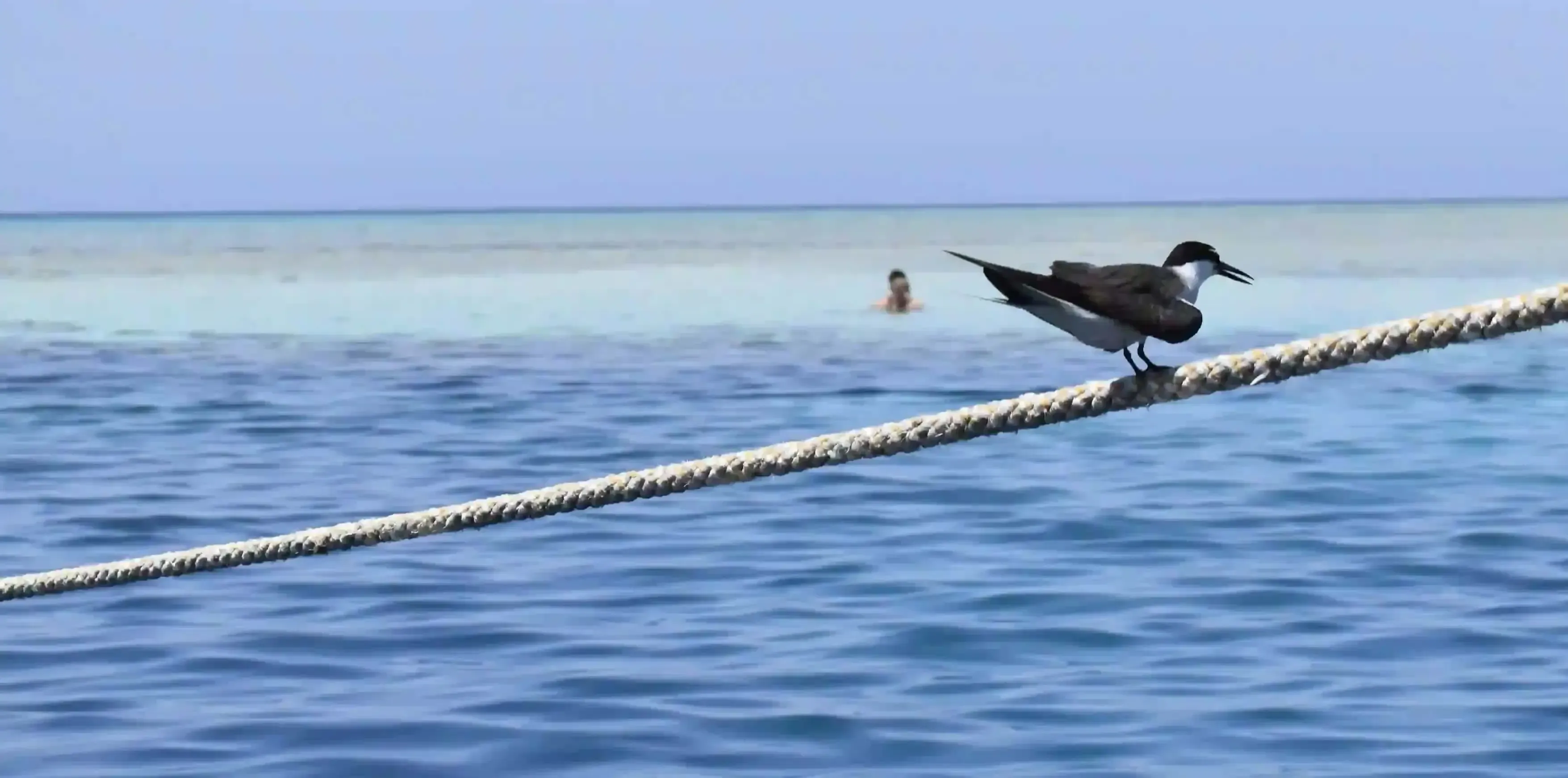 Marsa Alam Weather in June 2027 | Reef-Ready Guide