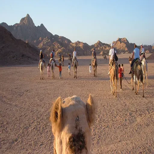 Elite Bedouin Safari and Star Gazing Tour in Sharm El Sheikh