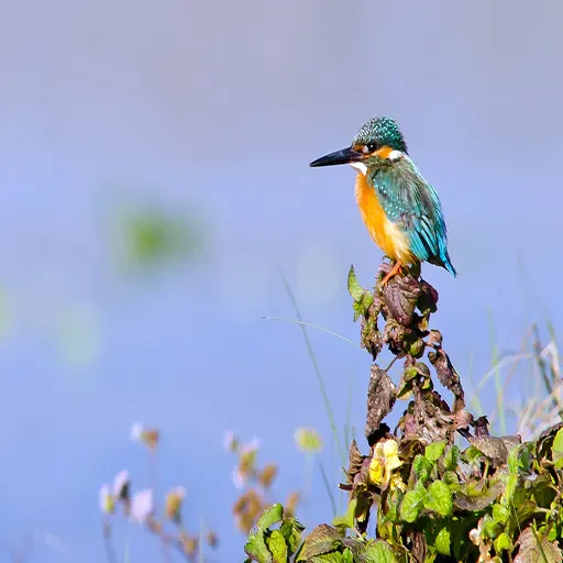 Private Bird Watching Tour in Aswan