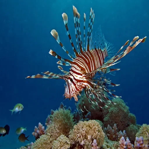 12-Day Egypt Christmas Holiday Pyramids Nile Cruise & Sharm El-Sheikh