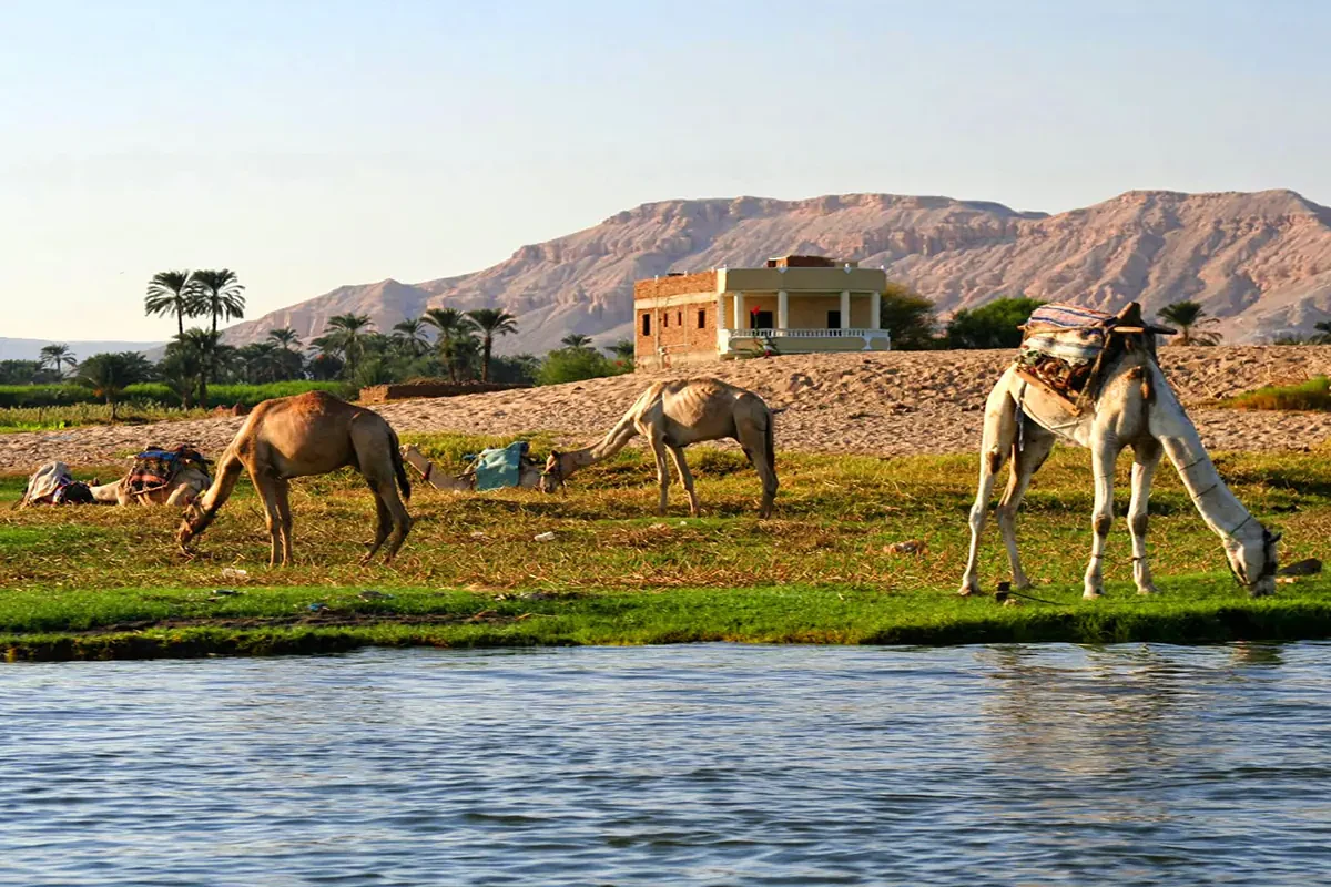 Authentic Private Luxor Camel Ride Experience
