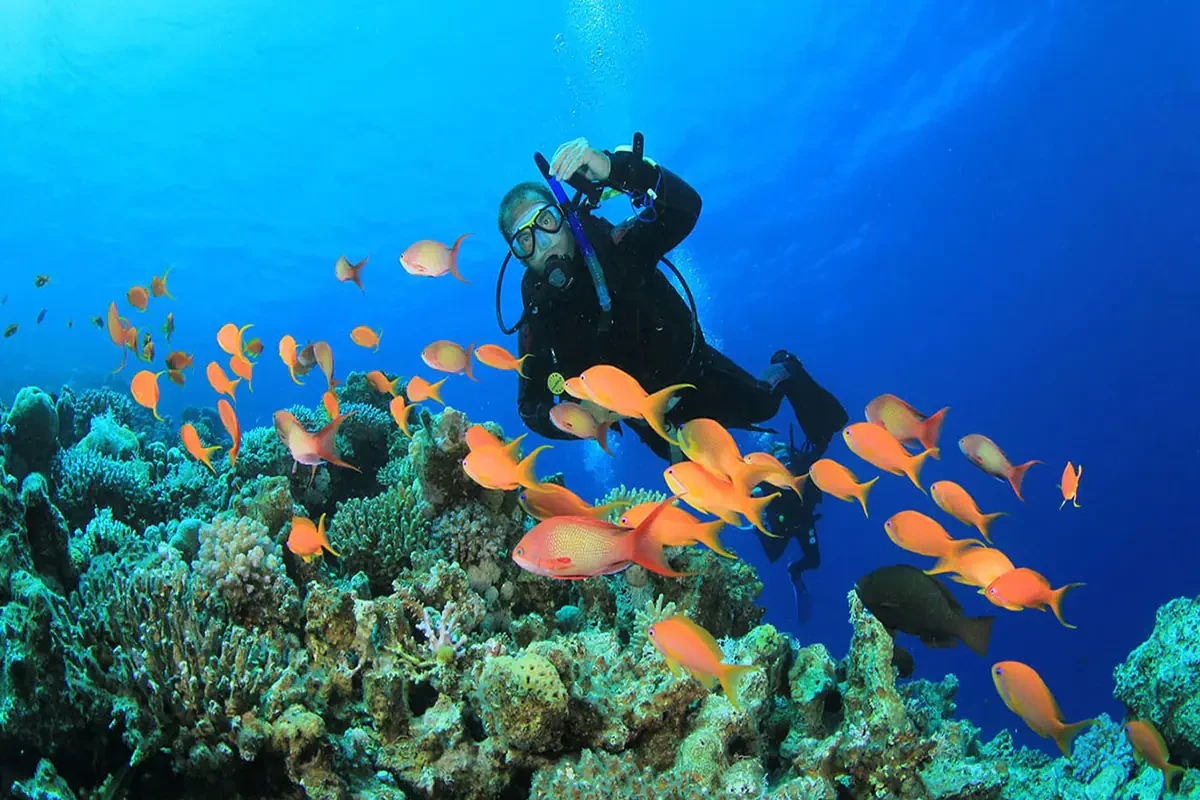 Elite Scuba Diving Sharm El Sheikh & Shipwreck Exploration