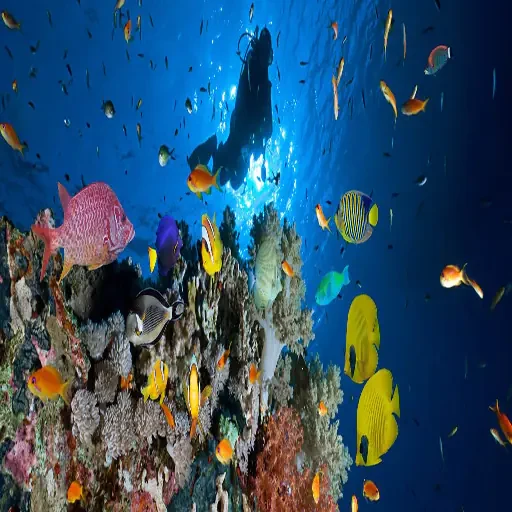 Elite Scuba Diving Sharm El Sheikh & Shipwreck Exploration