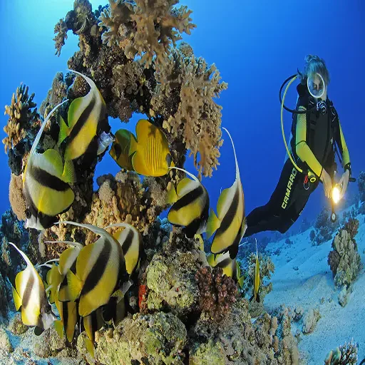 Elite Scuba Diving Sharm El Sheikh & Shipwreck Exploration