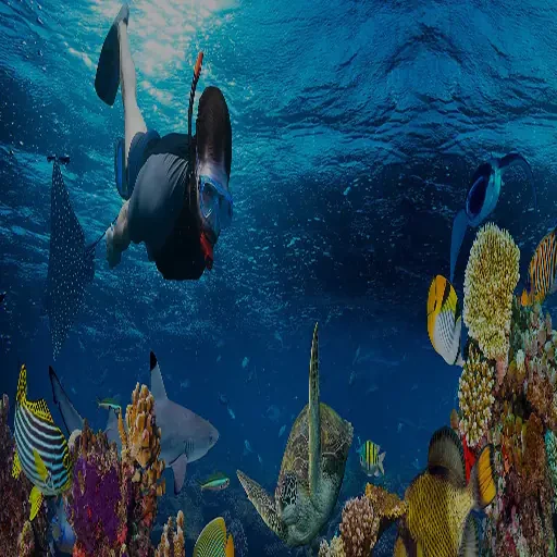 Elite Snorkeling at Mahmya Island | Premium Eco-Friendly Escape