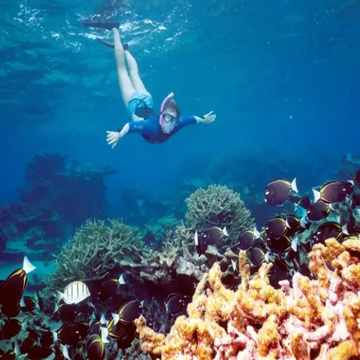Elite Ras Mohamed Snorkeling and Marine Biodiversity Expedition
