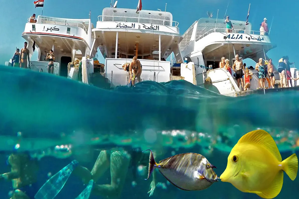 Elite Giftun Island Snorkeling & Desert Island Paradise Experience