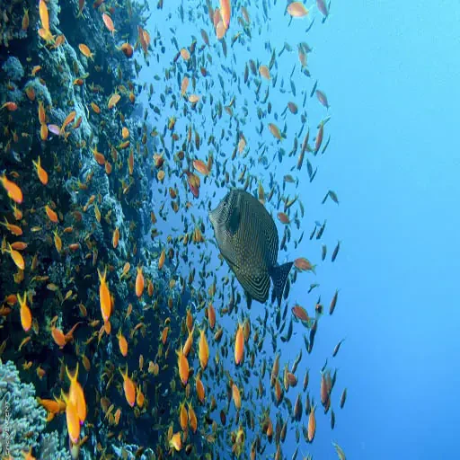 Elite Giftun Island Snorkeling & Desert Island Paradise Experience