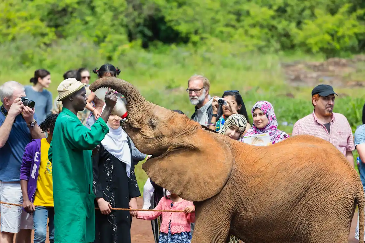 David Sheldrick Wildlife Trust Nairobi: Elite Safari Guide