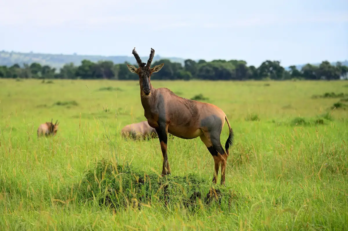 Enkongo Narok Swamp in Amboseli Kenya: Luxury Safari Guide