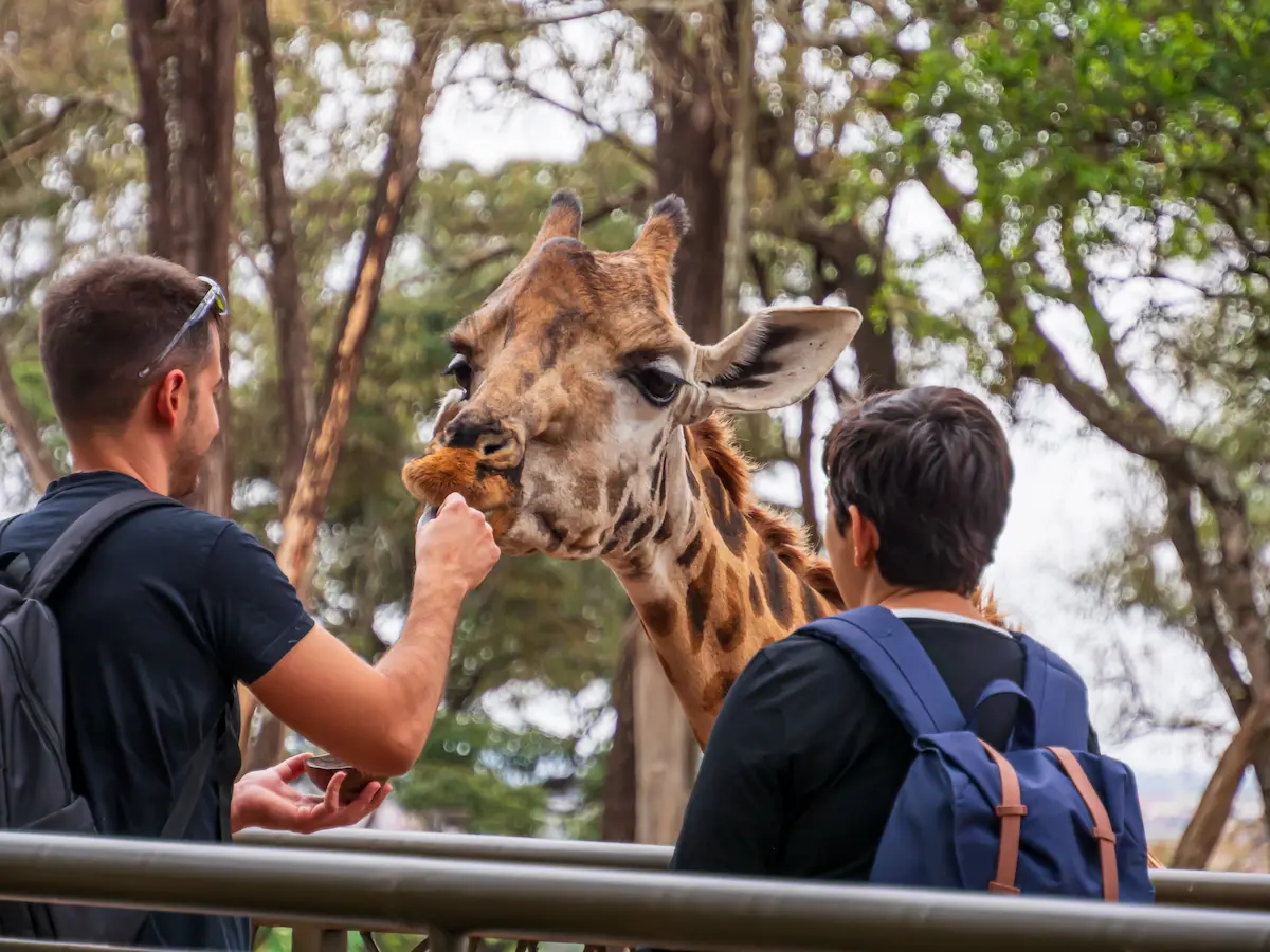 Giraffe Centre Nairobi: Luxury Safari & Conservation Guide
