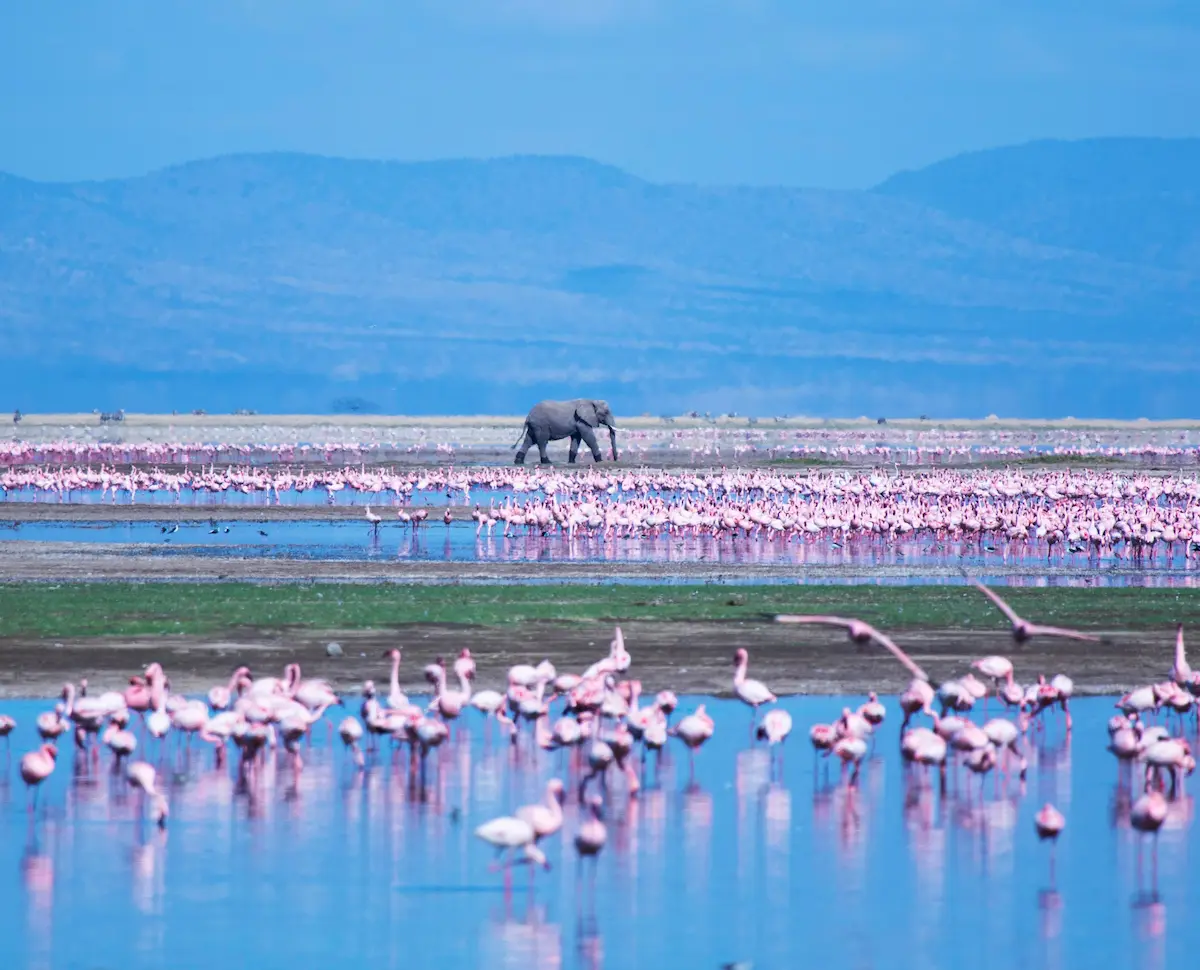 Lake Amboseli: Natural Landscapes & Maasai Heritage