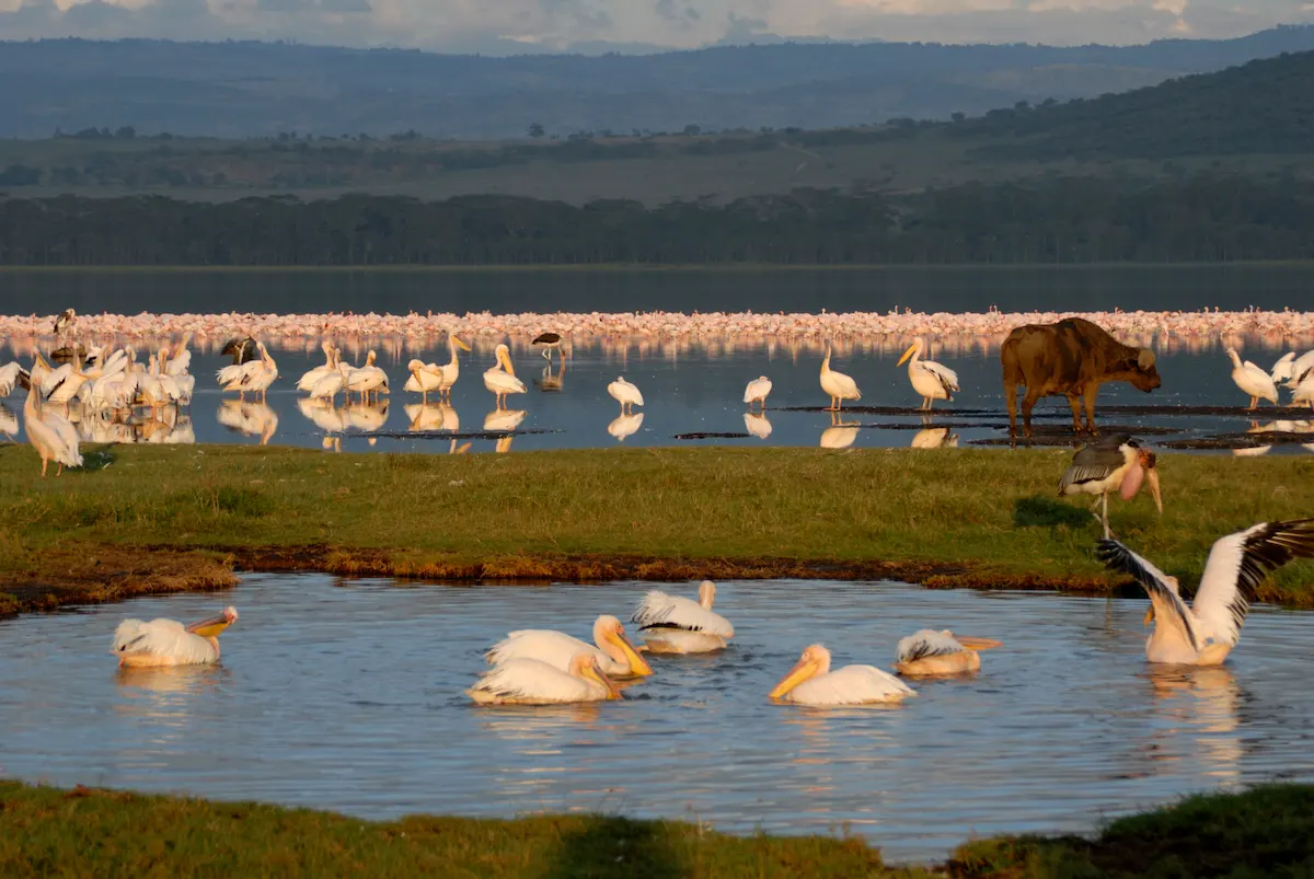 Lake Nakuru National Park: Kenya Luxury Safari Guide
