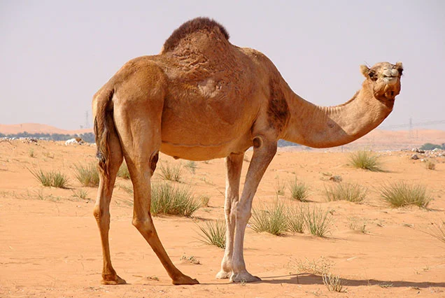 Authentic Private Luxor Camel Ride Experience
