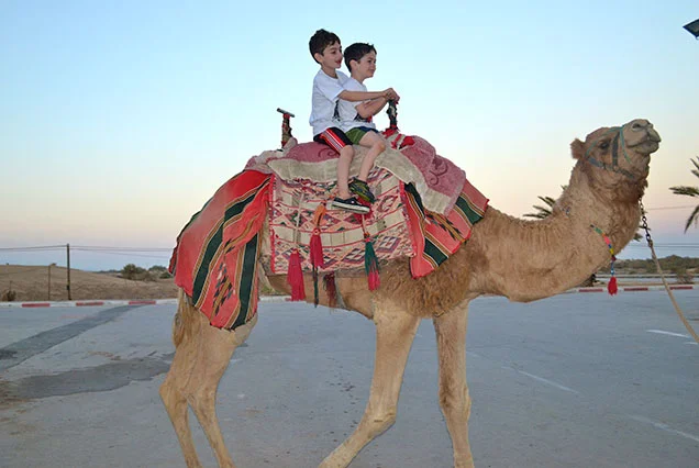 Authentic Private Luxor Camel Ride Experience