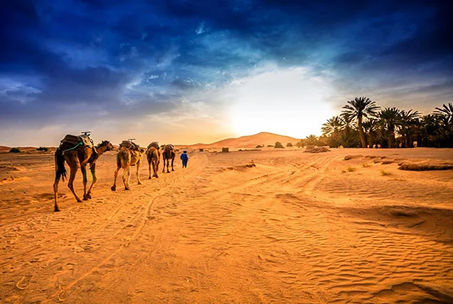Authentic Private Luxor Camel Ride Experience