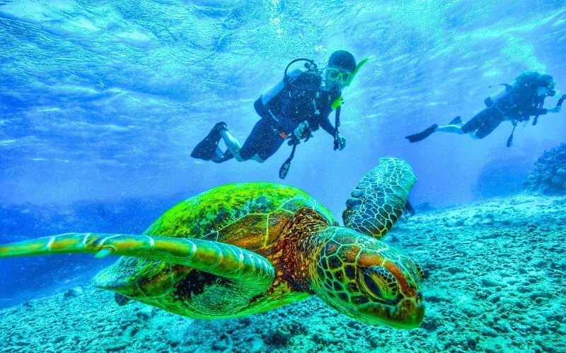 Scuba Diving Spots in Egypt | Best Red Sea Dive Locations