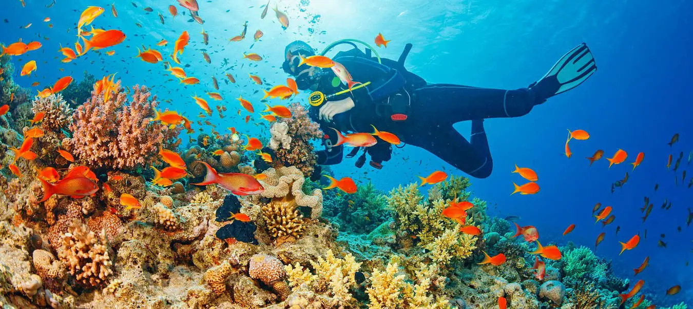 Scuba Diving in Sharm El Sheikh: Red Sea's Best Dives