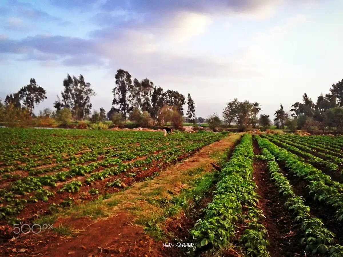 The Egyptian Countryside Rural Life & Nile Traditions