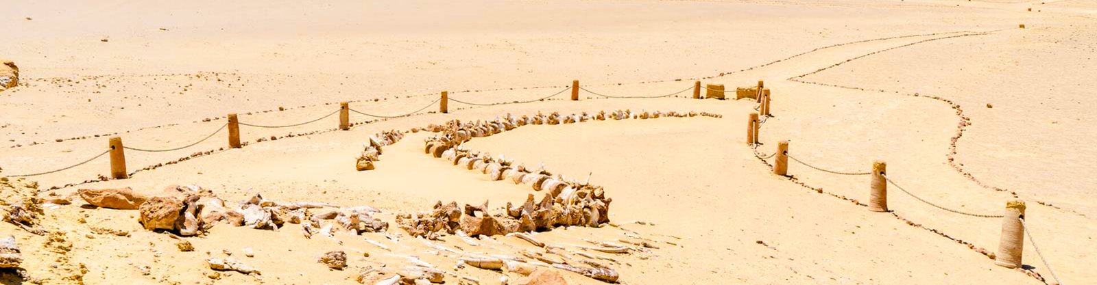 Wadi El Hitan: Explore Egypt’s Fossilized Whale Valley