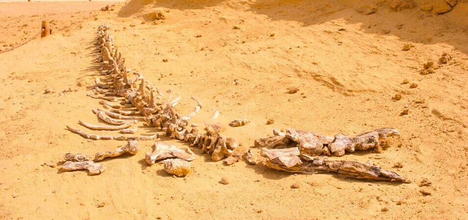 Premium Tour Alexandria to Fayoum Package