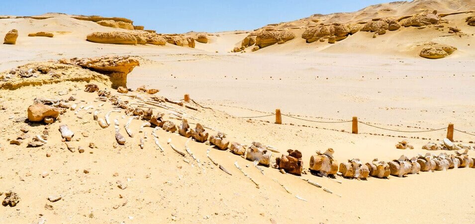 Premium Tour Alexandria to Fayoum Package