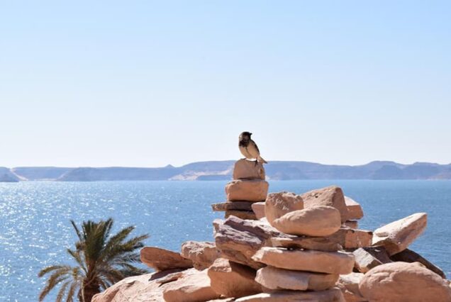 little bird on rocks abu simbel