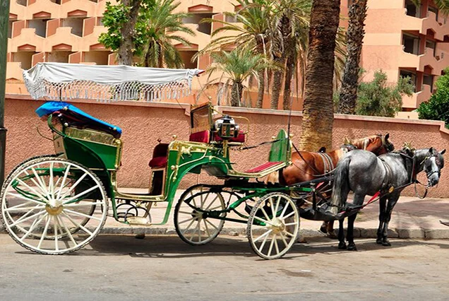 Luxor City tour by Horse Carriage (3)