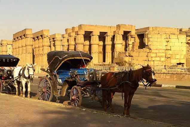 Luxor City tour by Horse Carriage (4)