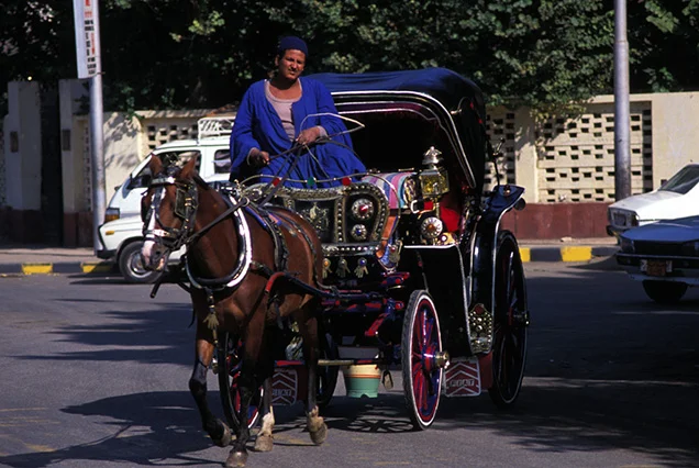 Luxor City tour by Horse Carriage (5)
