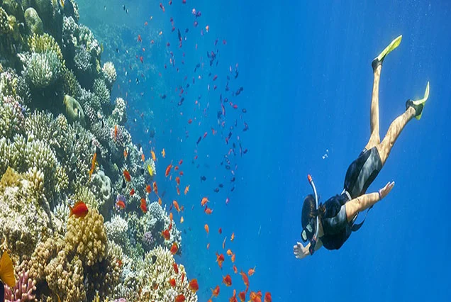 Scuba diving Marsa Alam (2)