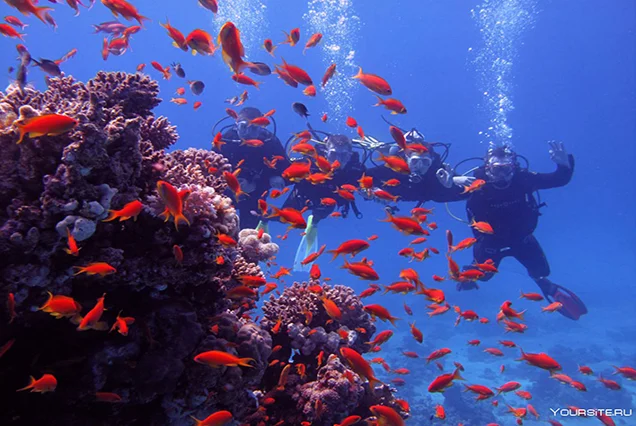 Snorkeling Trip At Port Ghalib Marina from Marsa Alam (2)