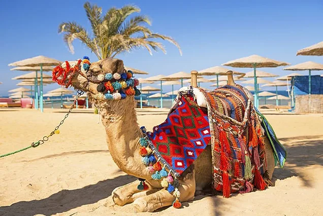 11 Days Cairo, Nile Cruise and Hurghada by Flight (6)