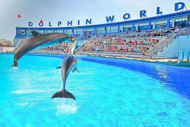 Dolphin Tour Hurghada (1)
