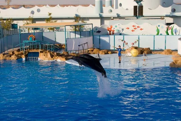 Dolphin Tour Hurghada (2)